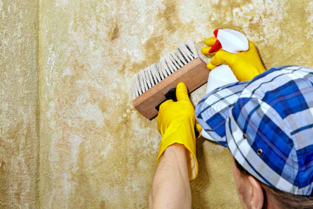  Soh Jordan, UT Mold Removal Pros