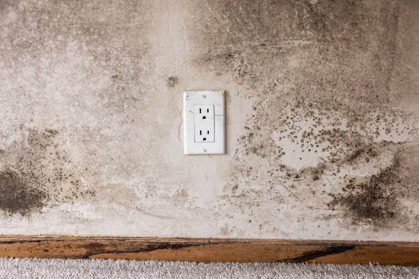 South Jordan, UT Mold Removal Company