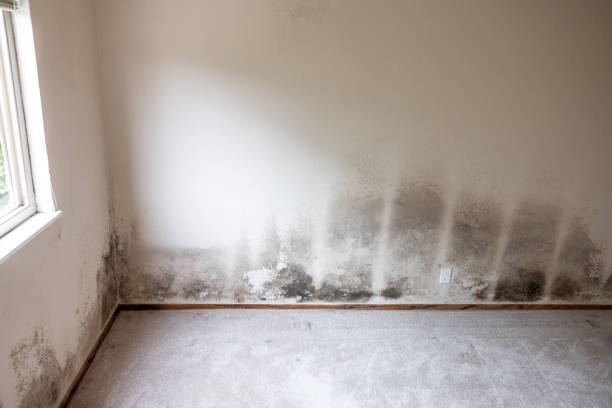 Best Asbestos and Lead Testing During Mold Inspection  in Soh Jordan, UT