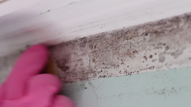 Best Mold Prevention Services  in Soh Jordan, UT